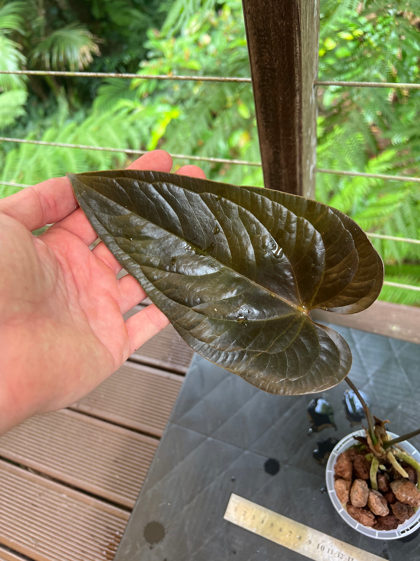Anthurium 'Best Rad Ruby' Clone Very Dark