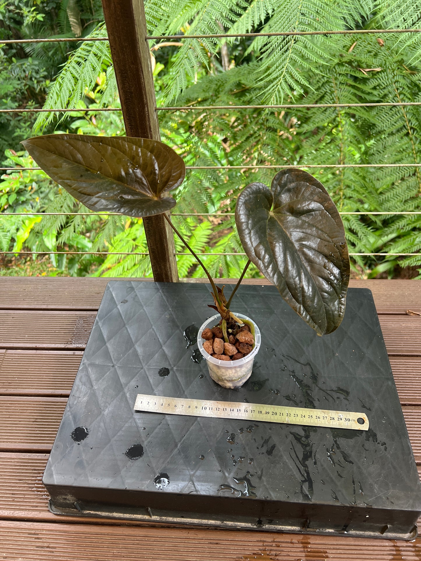 Anthurium 'Best Rad Ruby' Clone Very Dark