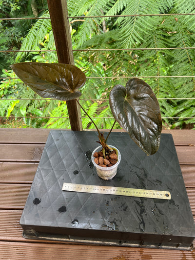 Anthurium 'Best Rad Ruby' Clone Very Dark