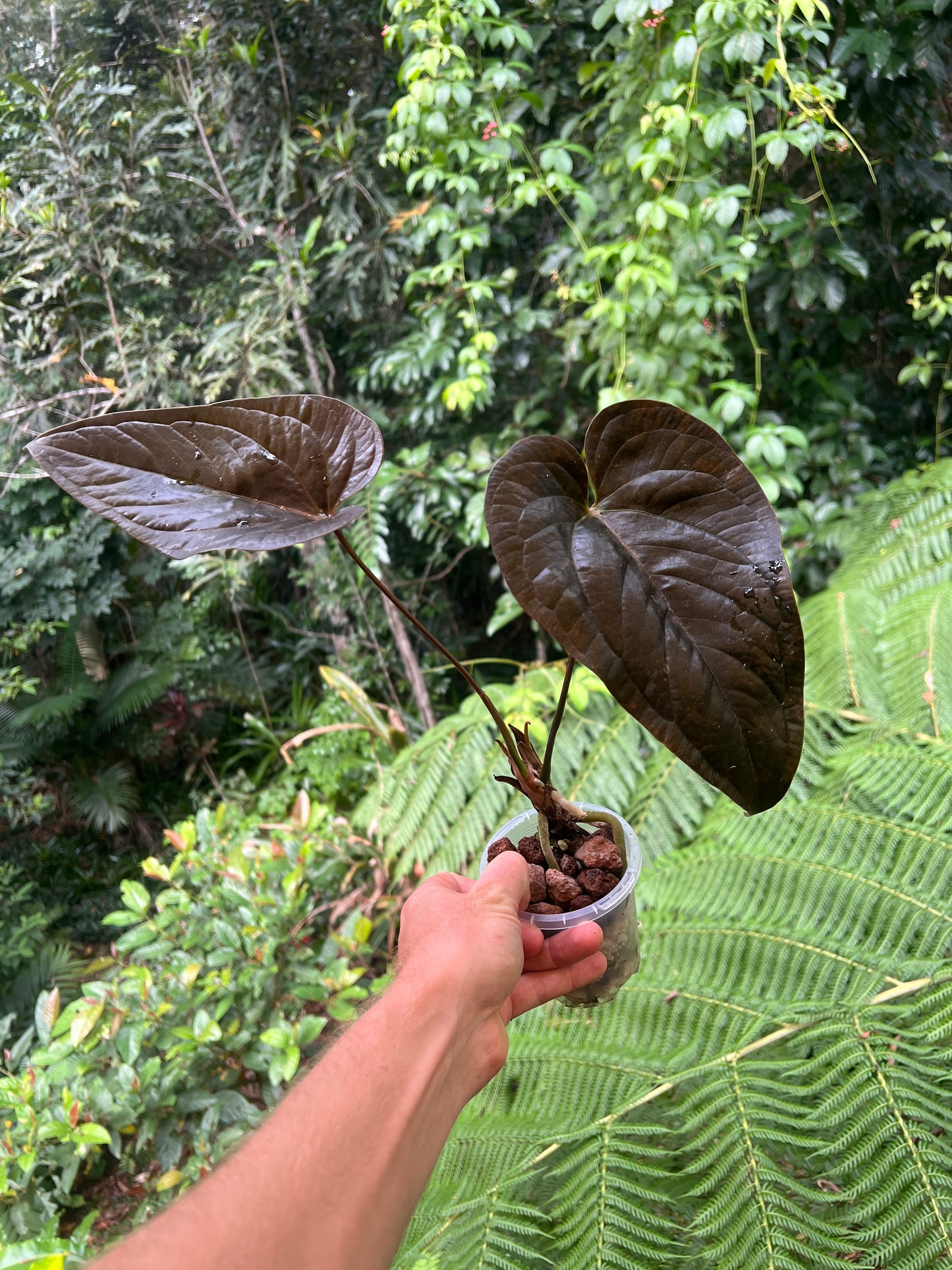 Anthurium 'Best Rad Ruby' Clone Very Dark