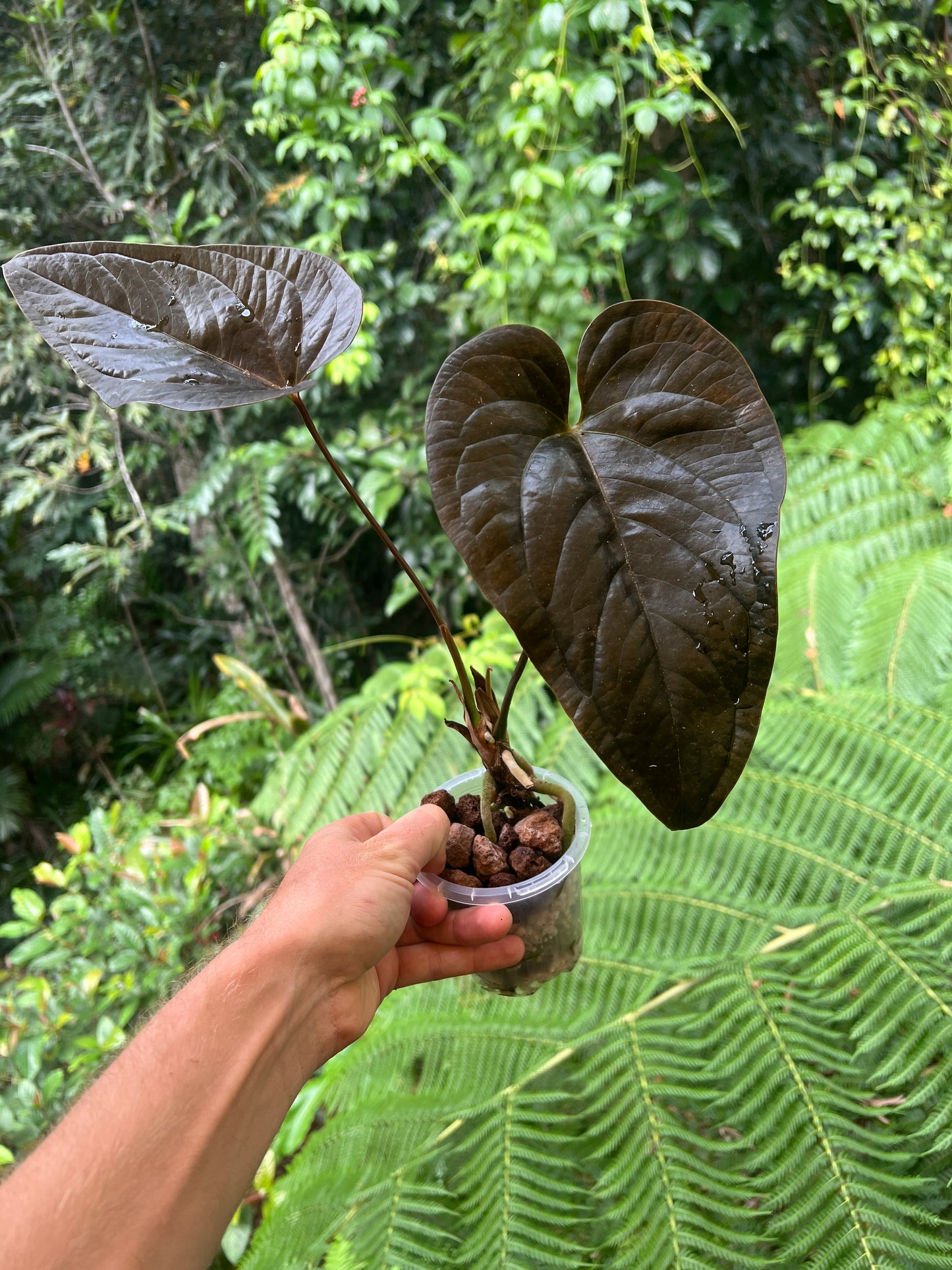 Anthurium 'Best Rad Ruby' Clone Very Dark