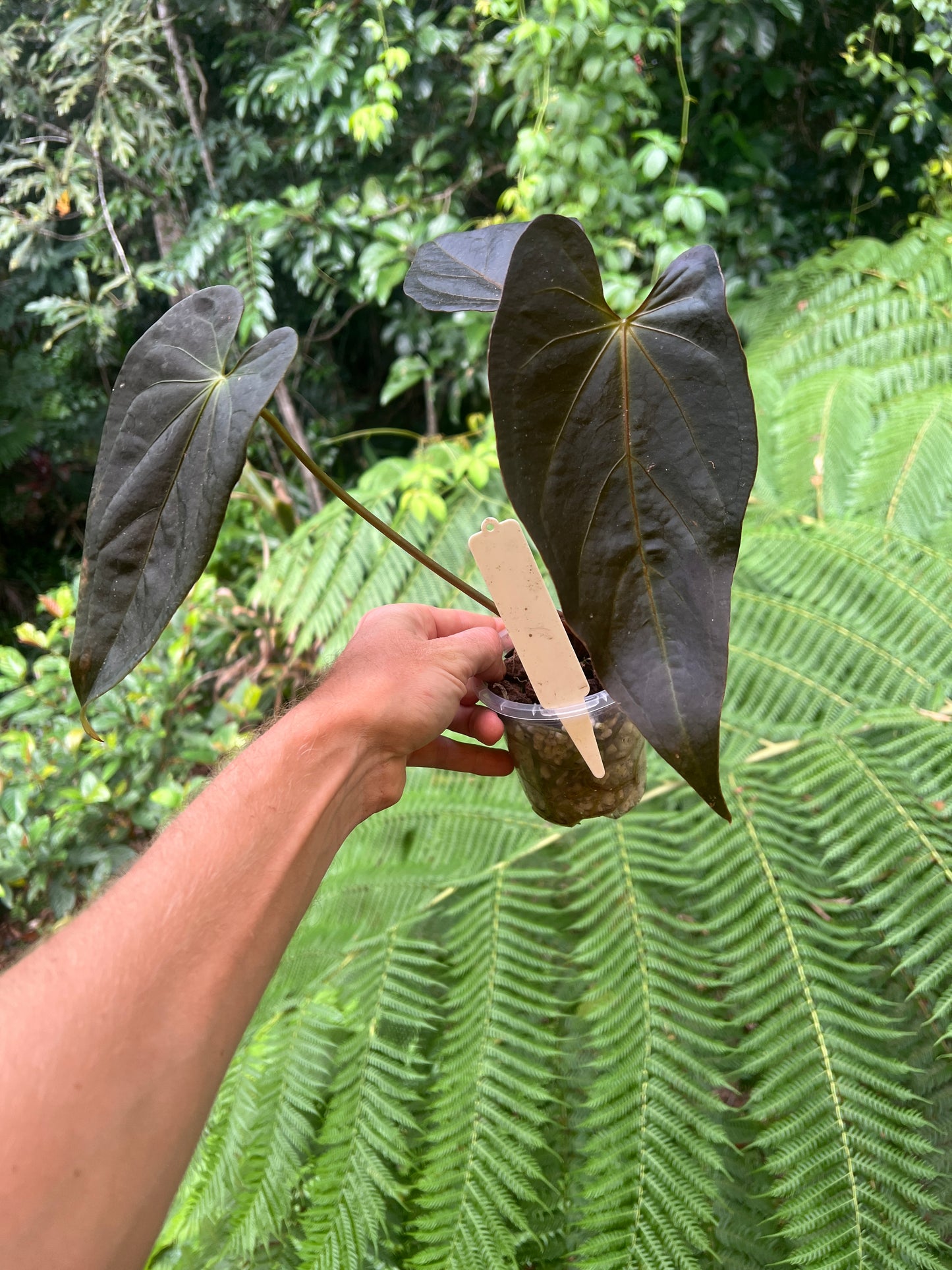 Anthurium Solferra #007 Clone Cutting Grown - Purple Tint!