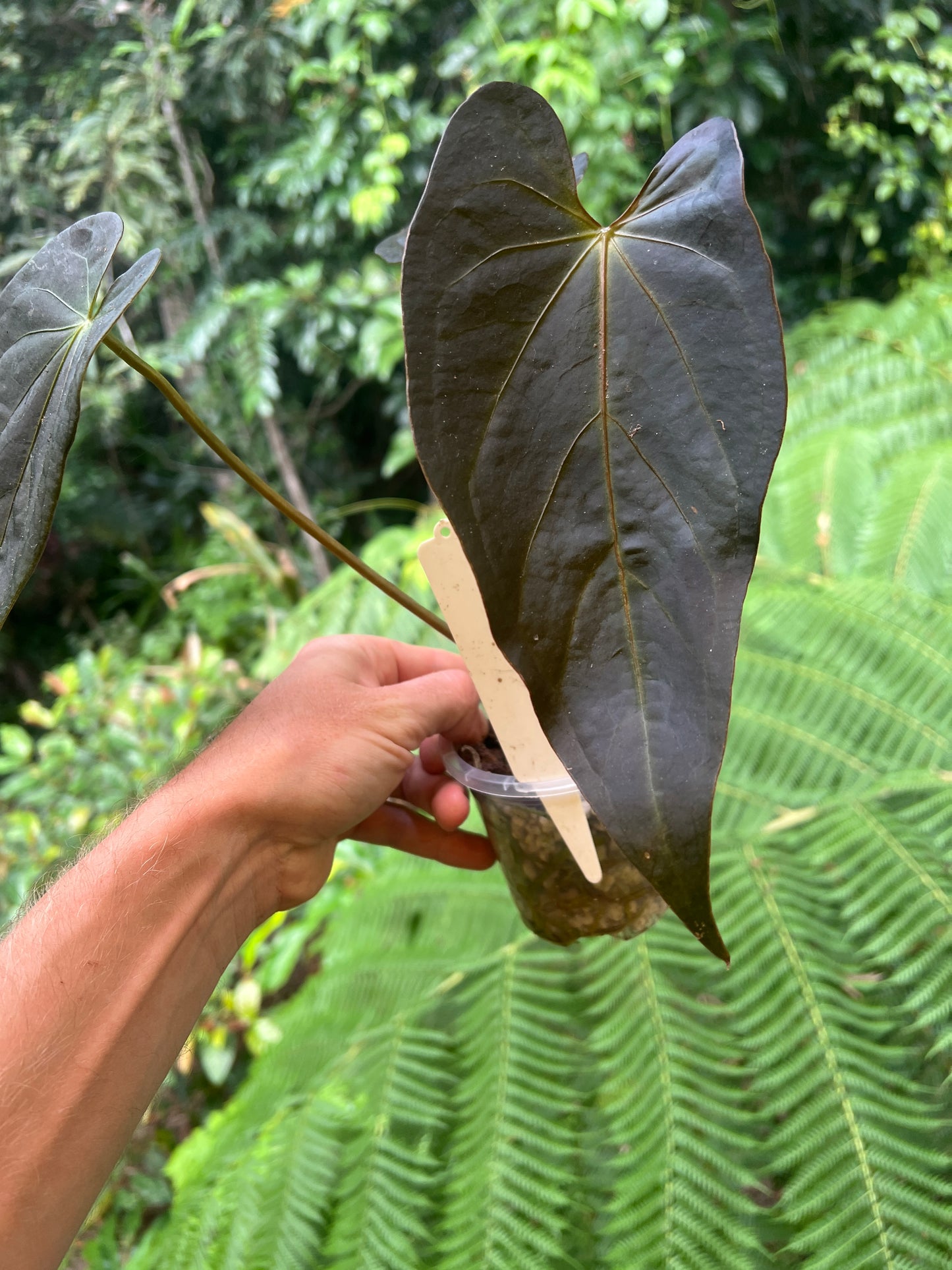 Anthurium Solferra #007 Clone Cutting Grown - Purple Tint!