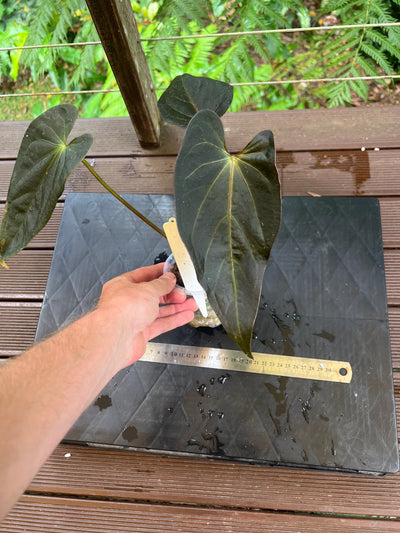 Anthurium Solferra #007 Clone Cutting Grown - Purple Tint!