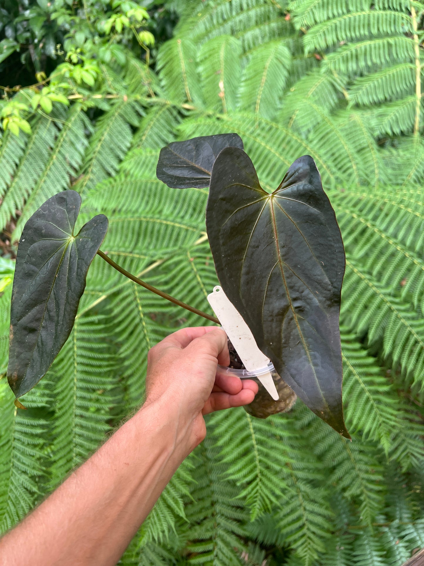 Anthurium Solferra #007 Clone Cutting Grown - Purple Tint!