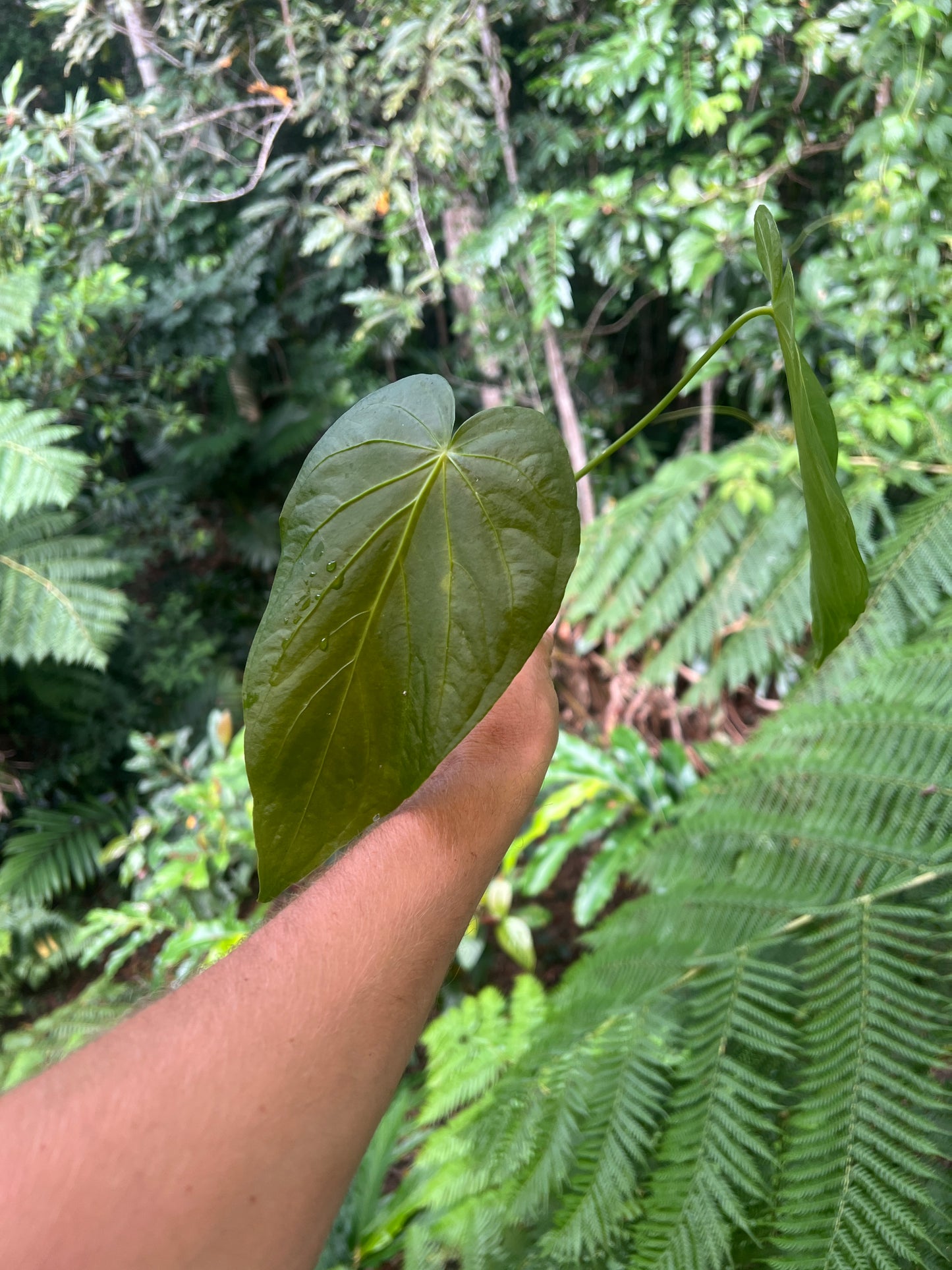 Anthurium schottianum Species - Grows Huge