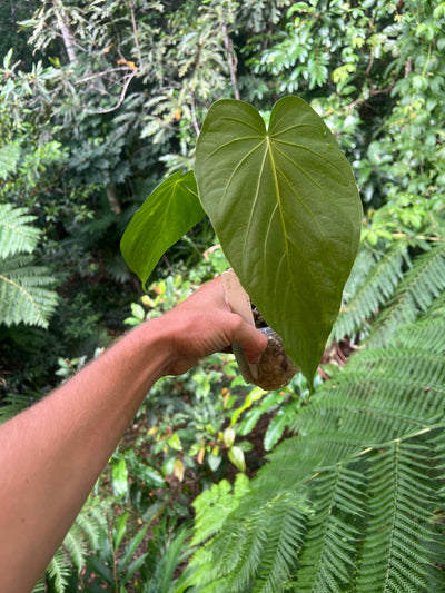 Anthurium schottianum Species - Grows Huge