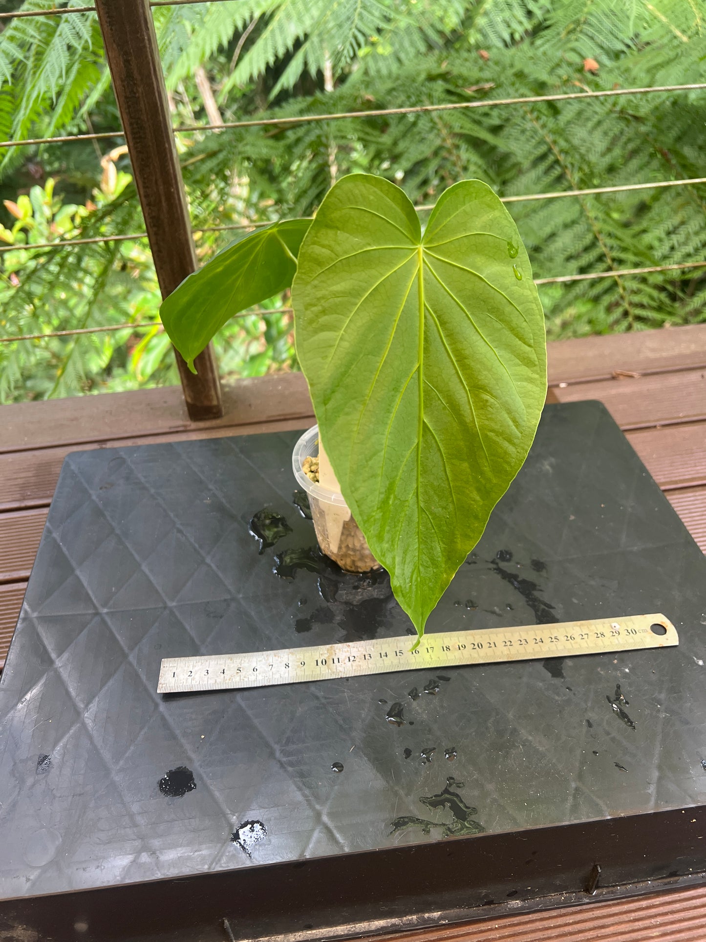 Anthurium schottianum Species - Grows Huge
