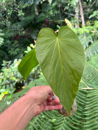 Anthurium schottianum Species - Grows Huge