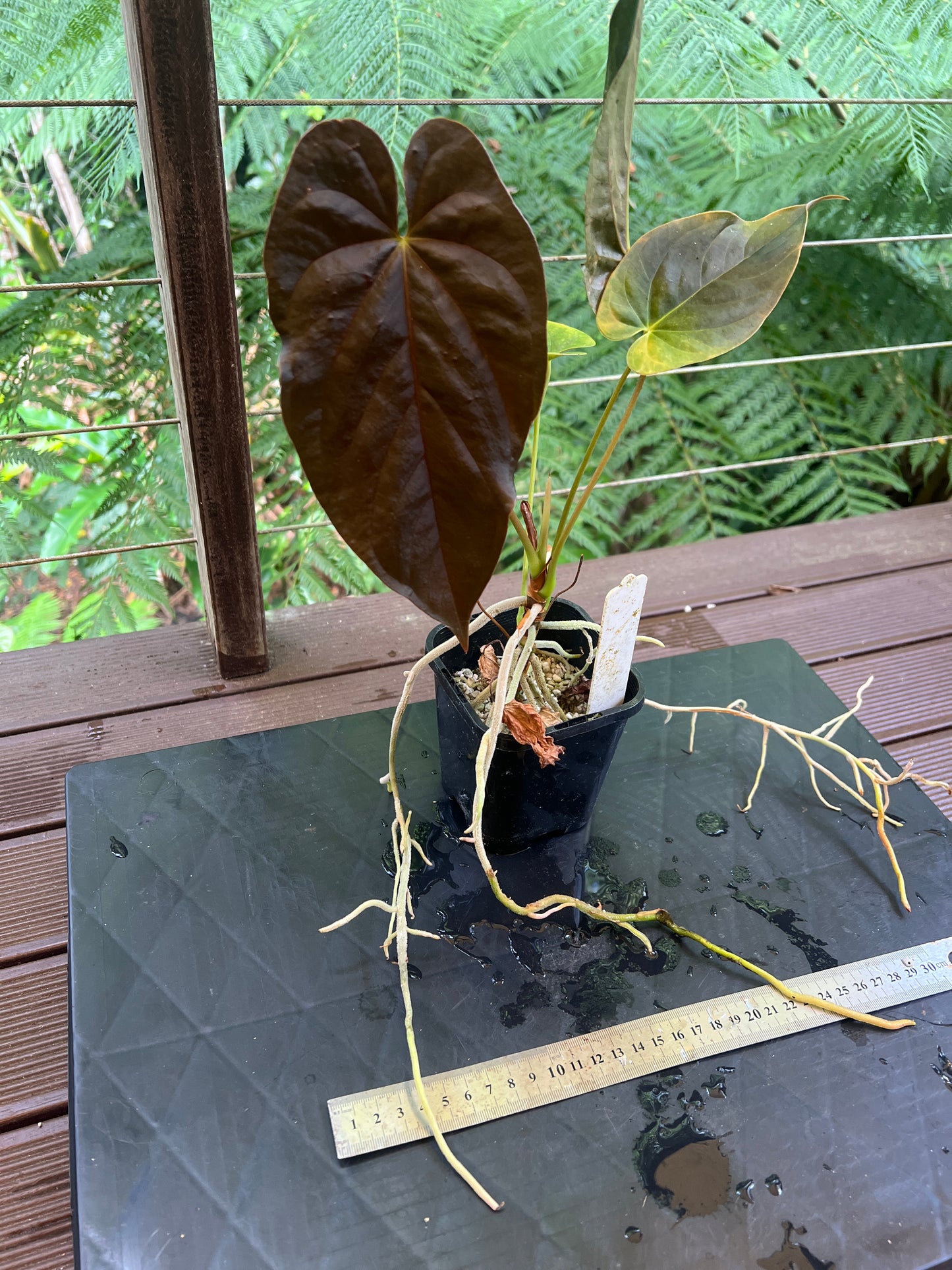Anthurium Papillilaminum x dressleri Pxd JS x Moodeanum