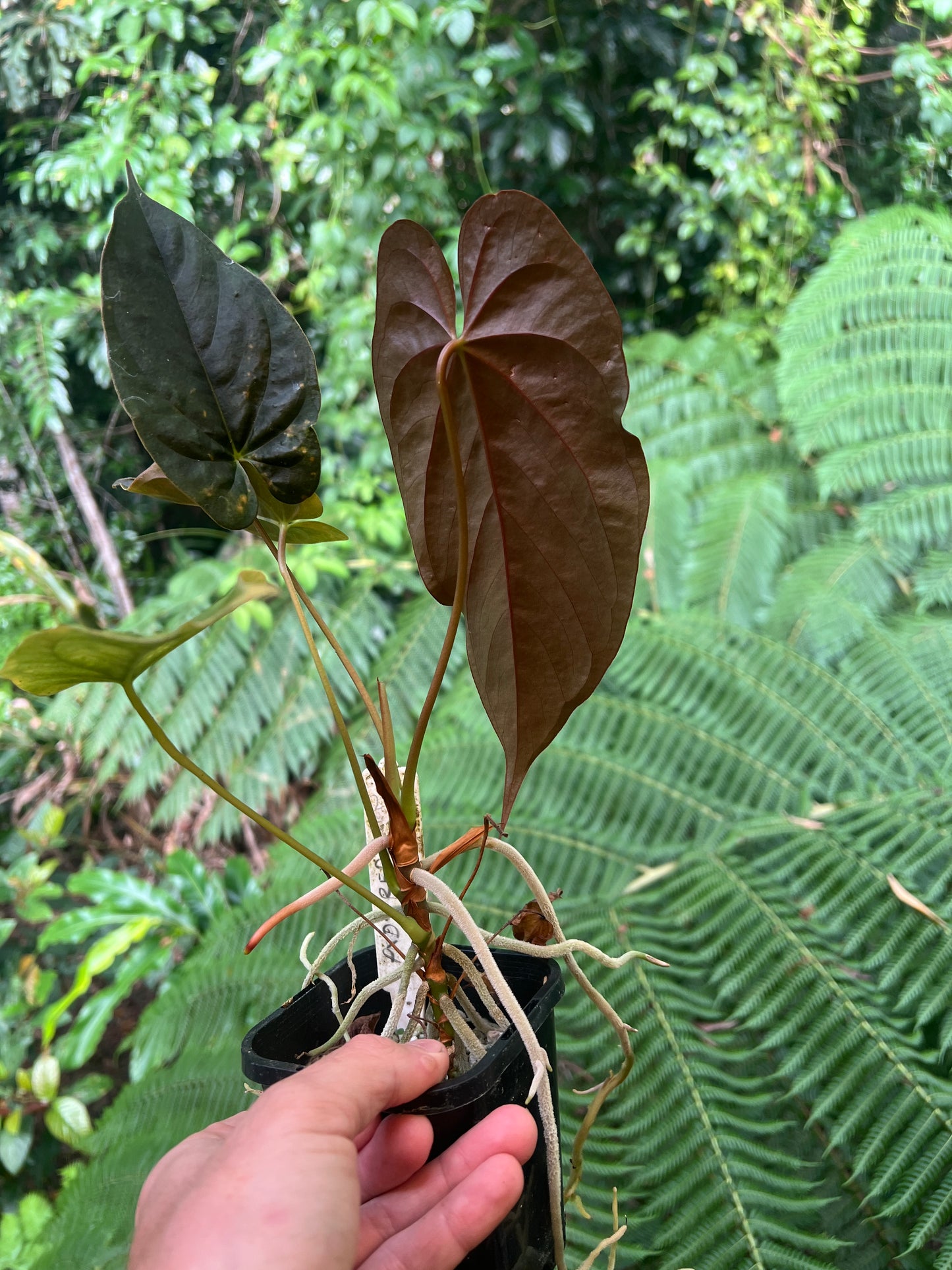 Anthurium Papillilaminum x dressleri Pxd JS x Moodeanum