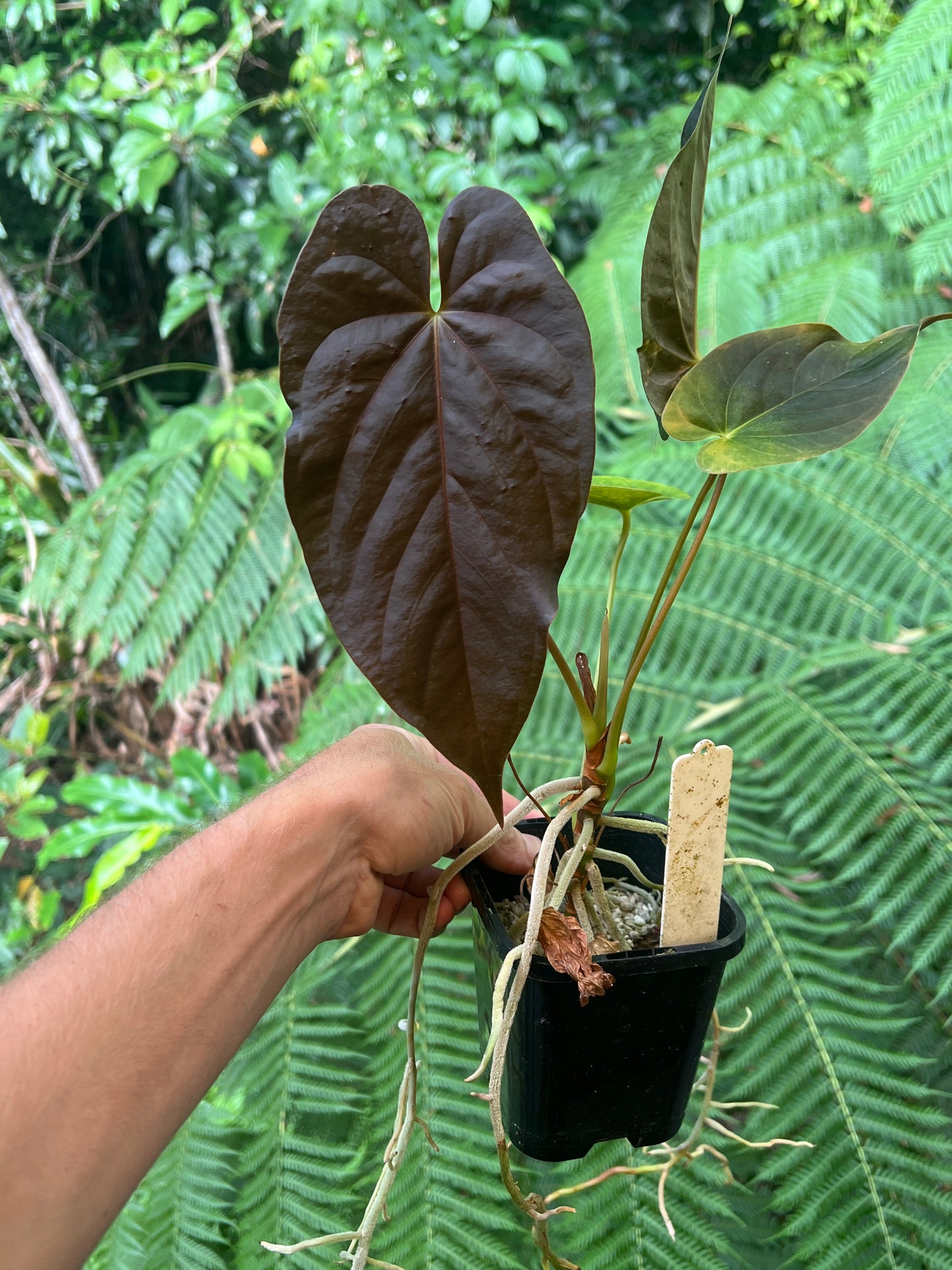 Anthurium Papillilaminum x dressleri Pxd JS x Moodeanum