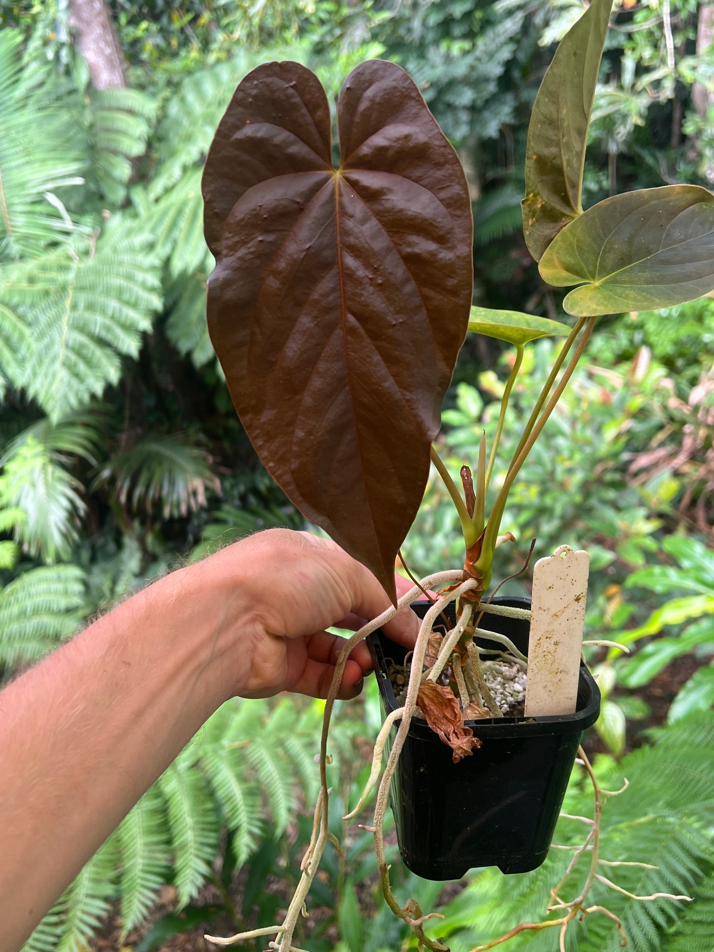 Anthurium Papillilaminum x dressleri Pxd JS x Moodeanum