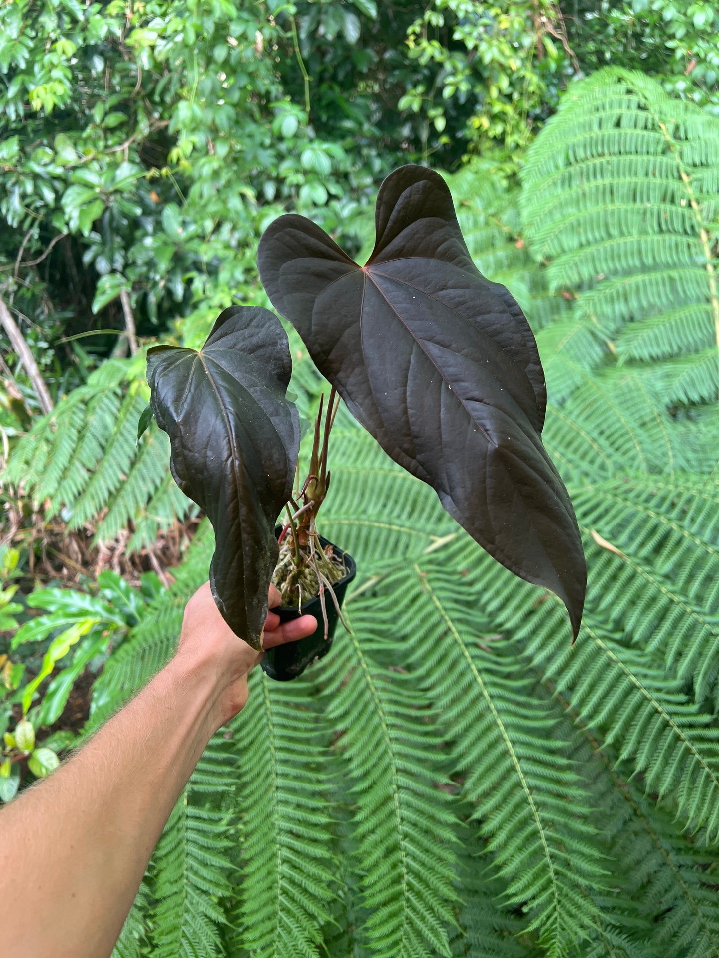 Anthurium Travesty Clone! Cutting Grown Large & Flowering