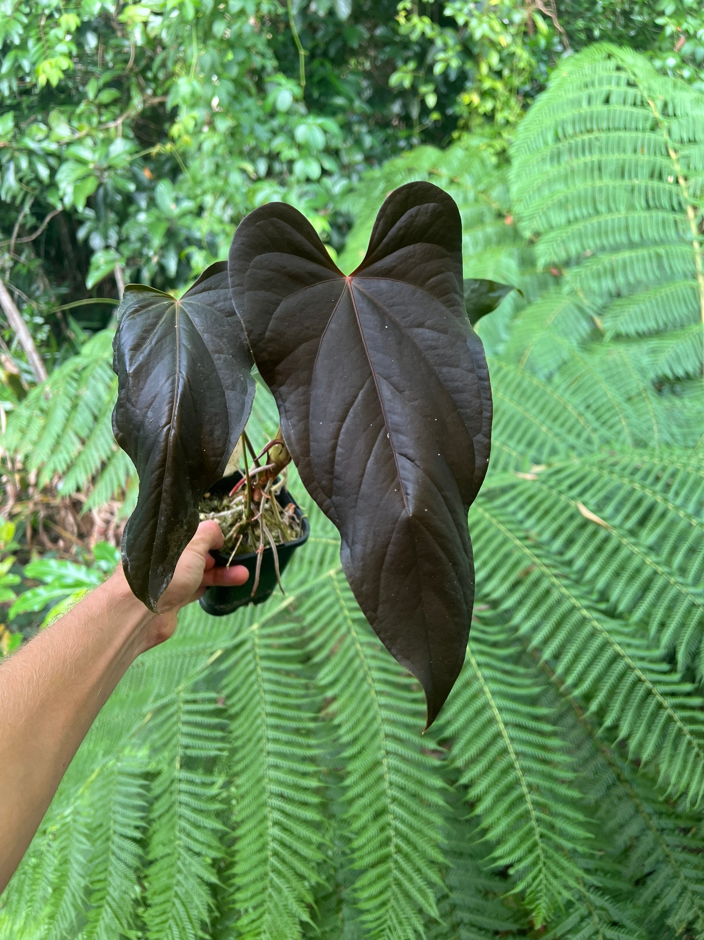 Anthurium Travesty Clone! Cutting Grown Large & Flowering