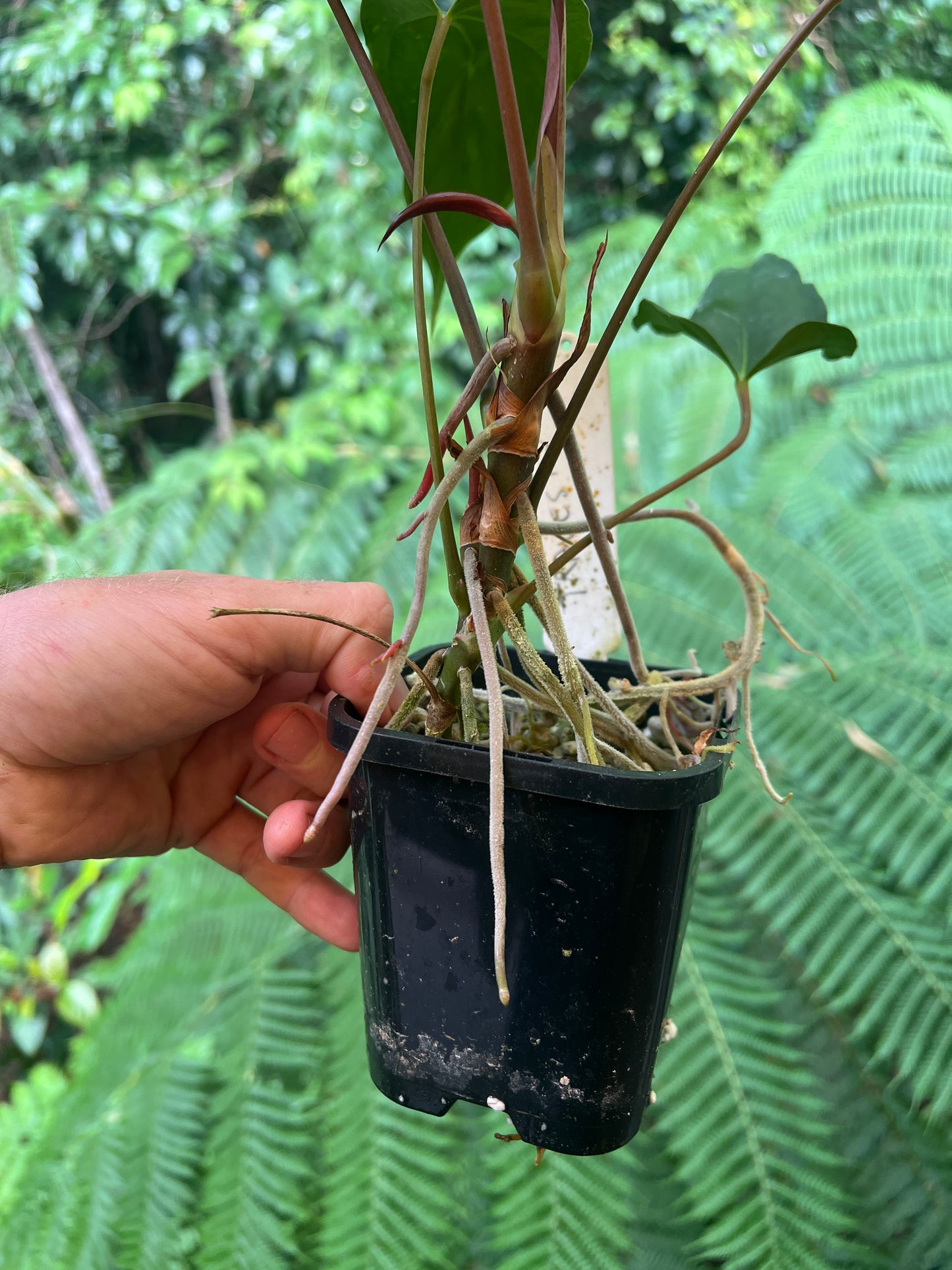 Anthurium Travesty Clone! Cutting Grown Large & Flowering