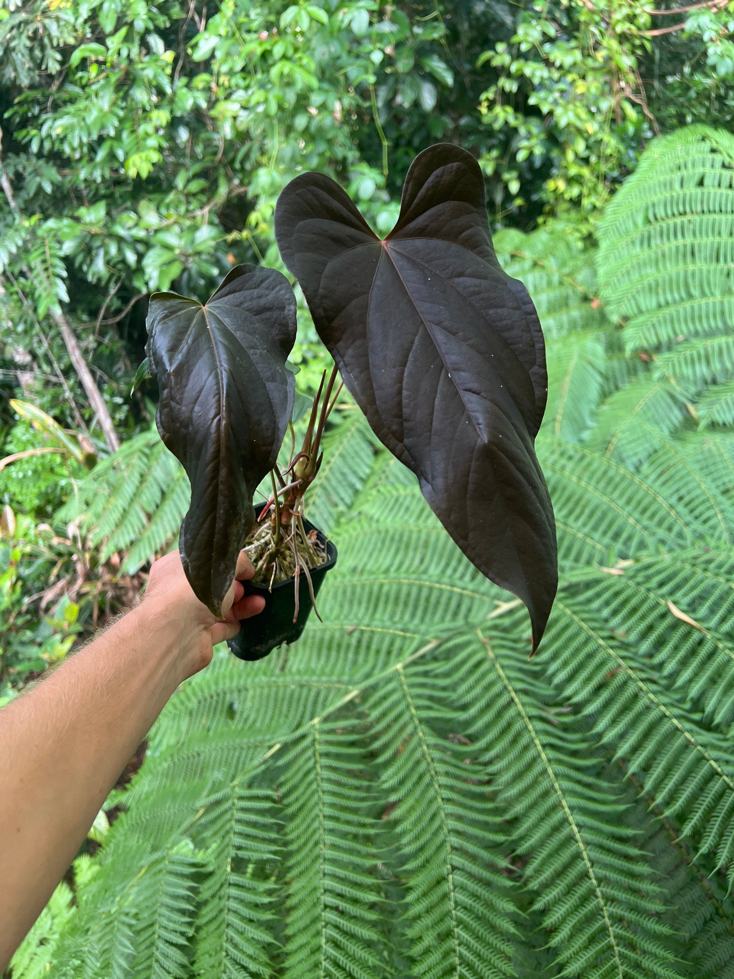 Anthurium Travesty Clone! Cutting Grown Large & Flowering