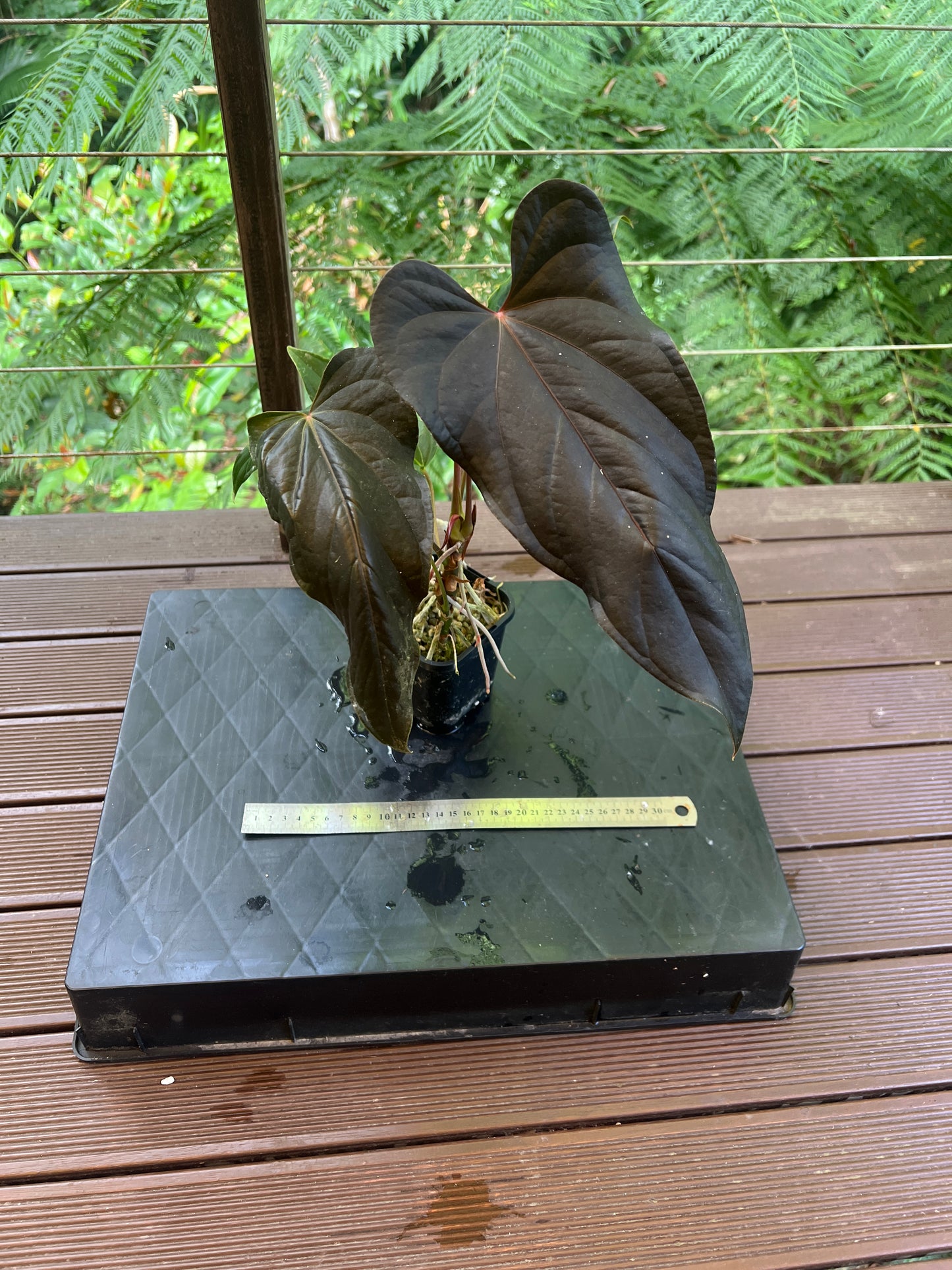 Anthurium Travesty Clone! Cutting Grown Large & Flowering