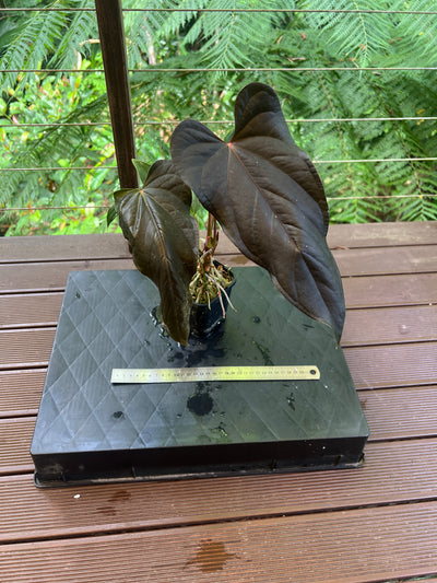 Anthurium Travesty Clone! Cutting Grown Large & Flowering