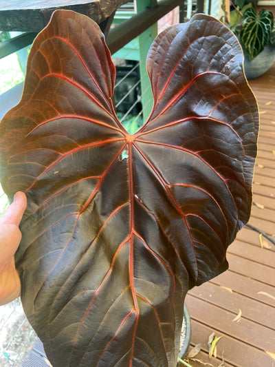 Anthurium MagxMoody#4 x Dark Crystal x3 Seeds