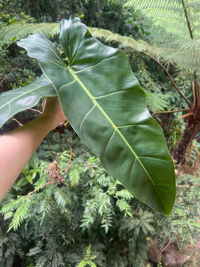 Philodendron maximum - Large