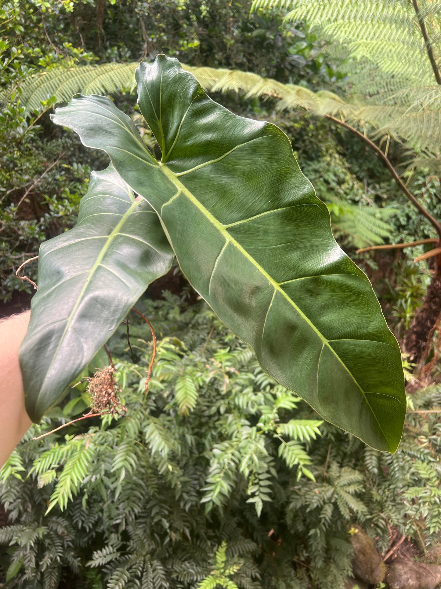 Philodendron maximum - Large