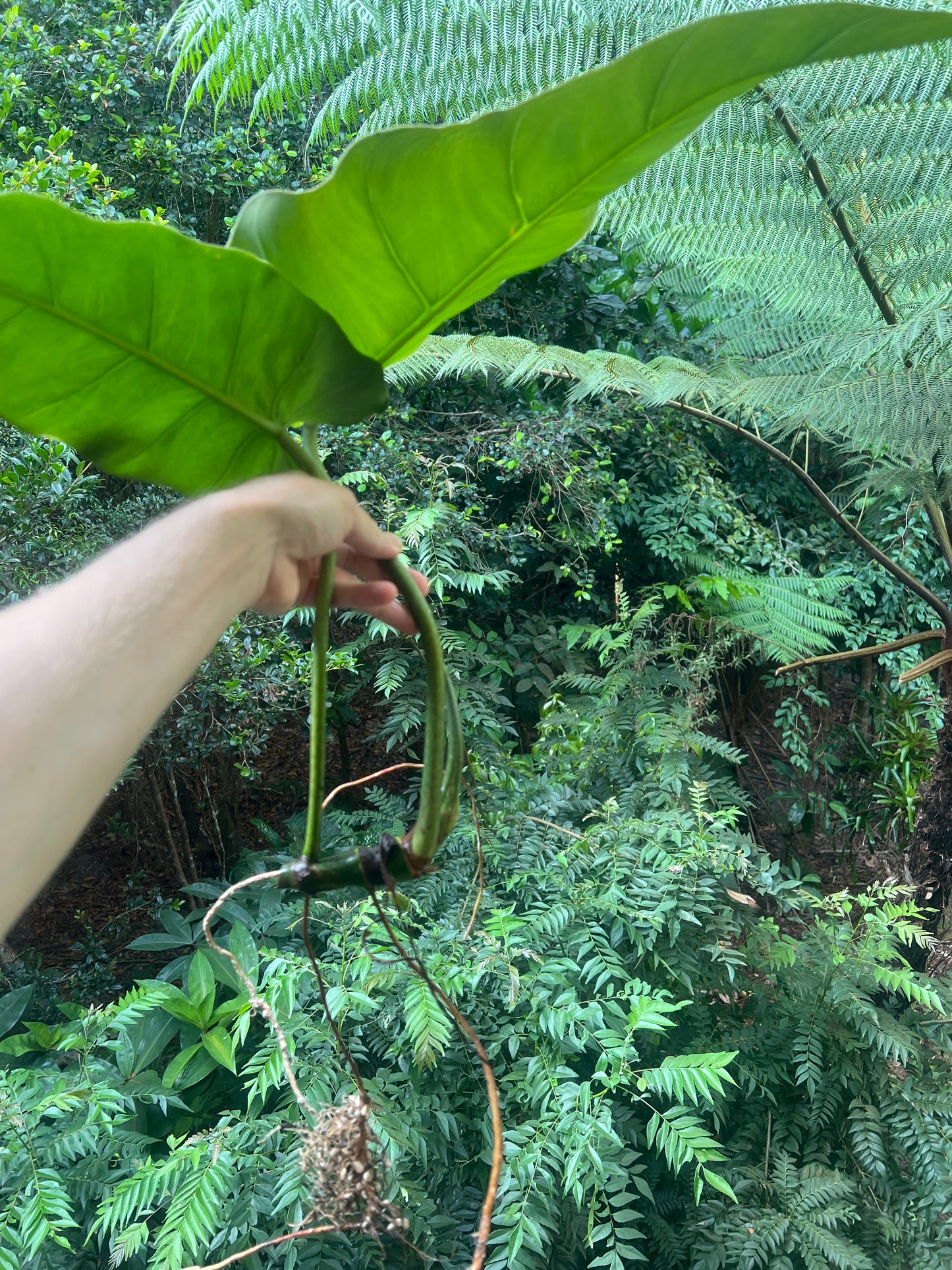 Philodendron maximum - Large