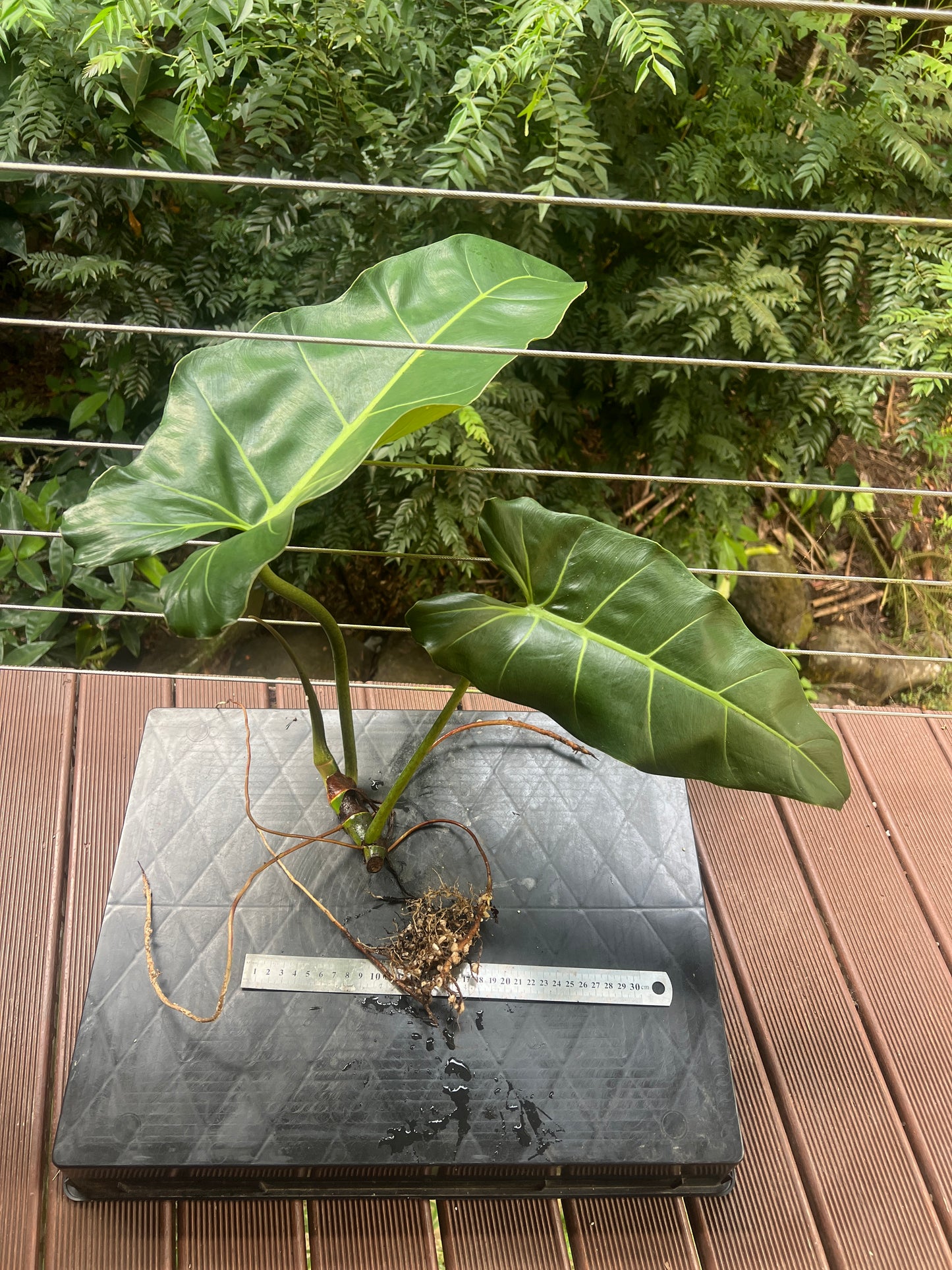 Philodendron maximum - Large