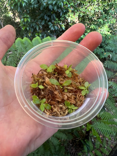 Philodendron Dean Mcdowell x Billietiae - Pack of 7+ Seedlings!