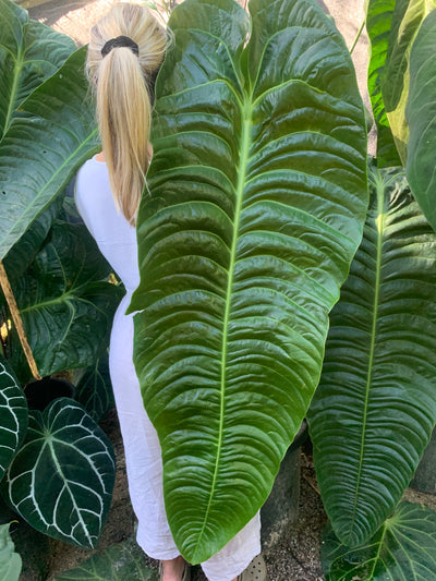 Anthurium veitchii x dark hybrid x4 Seeds
