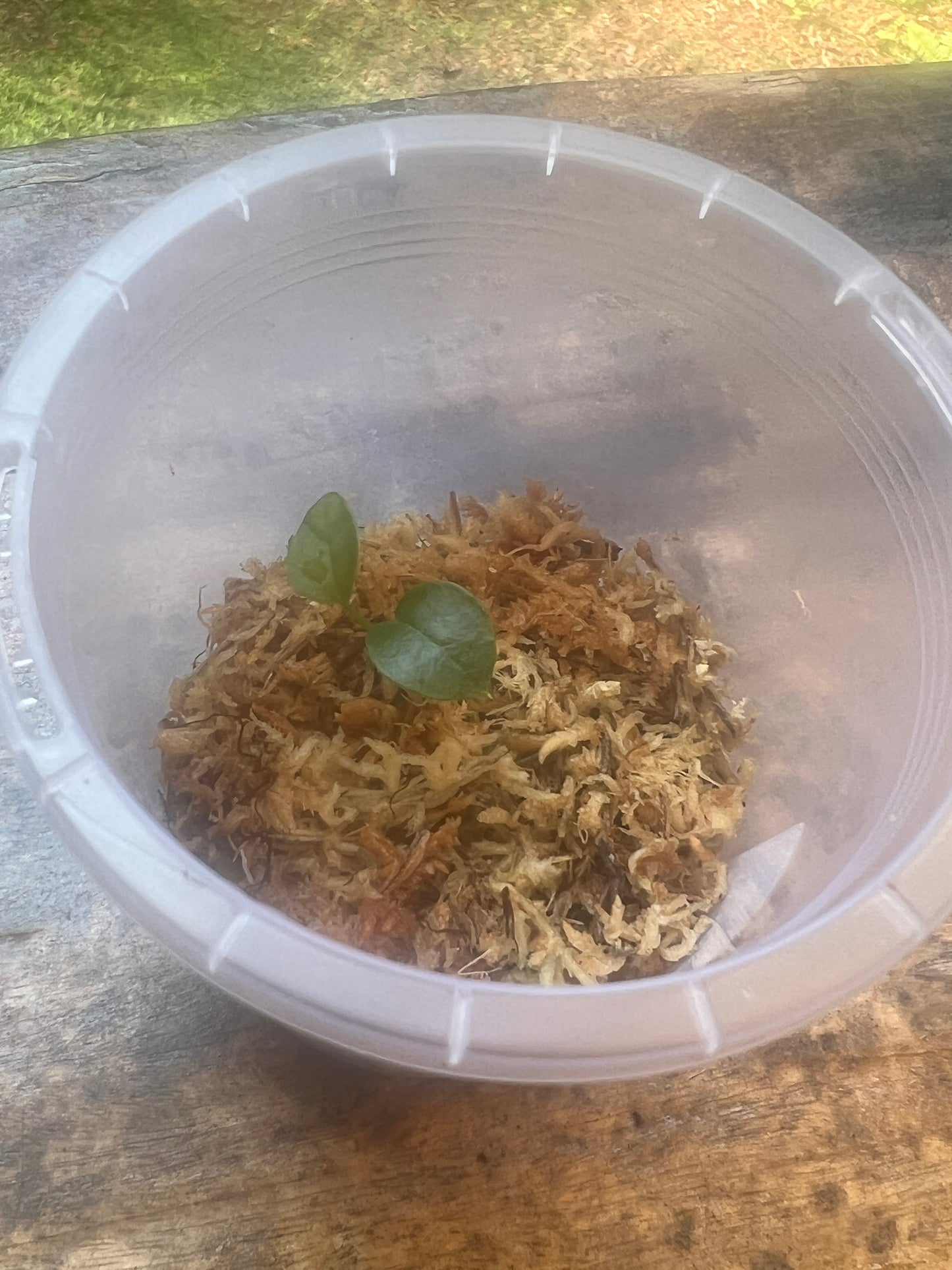 Anthurium MagxMoody#4 x Dark Crystal x1 Seedling