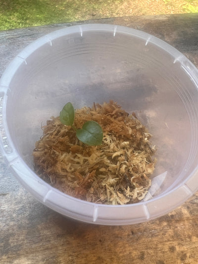 Anthurium MagxMoody#4 x Dark Crystal x1 Seedling