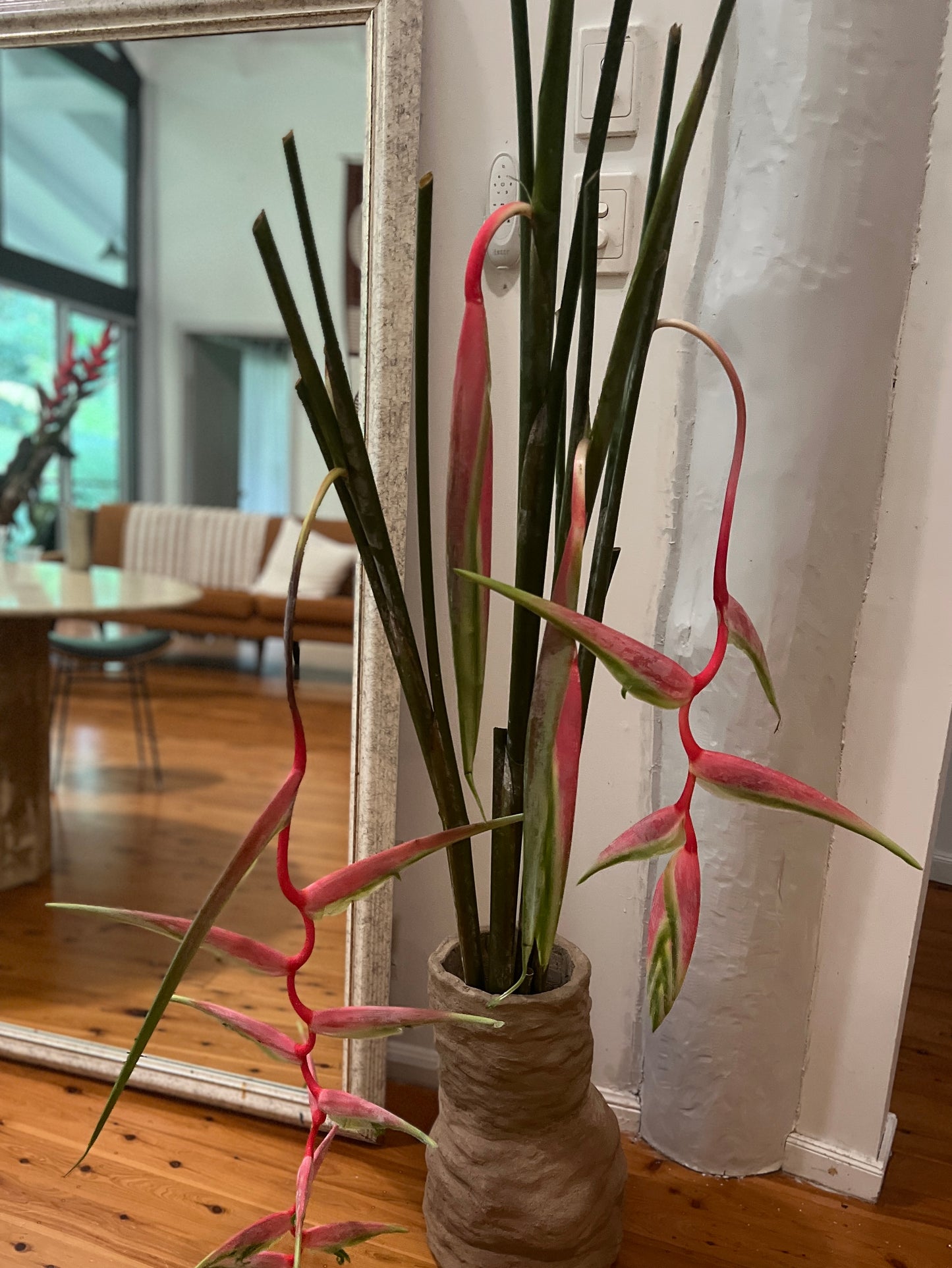 Heliconia chartacea cv ' Sexy Pink ' Germinated Rhizome