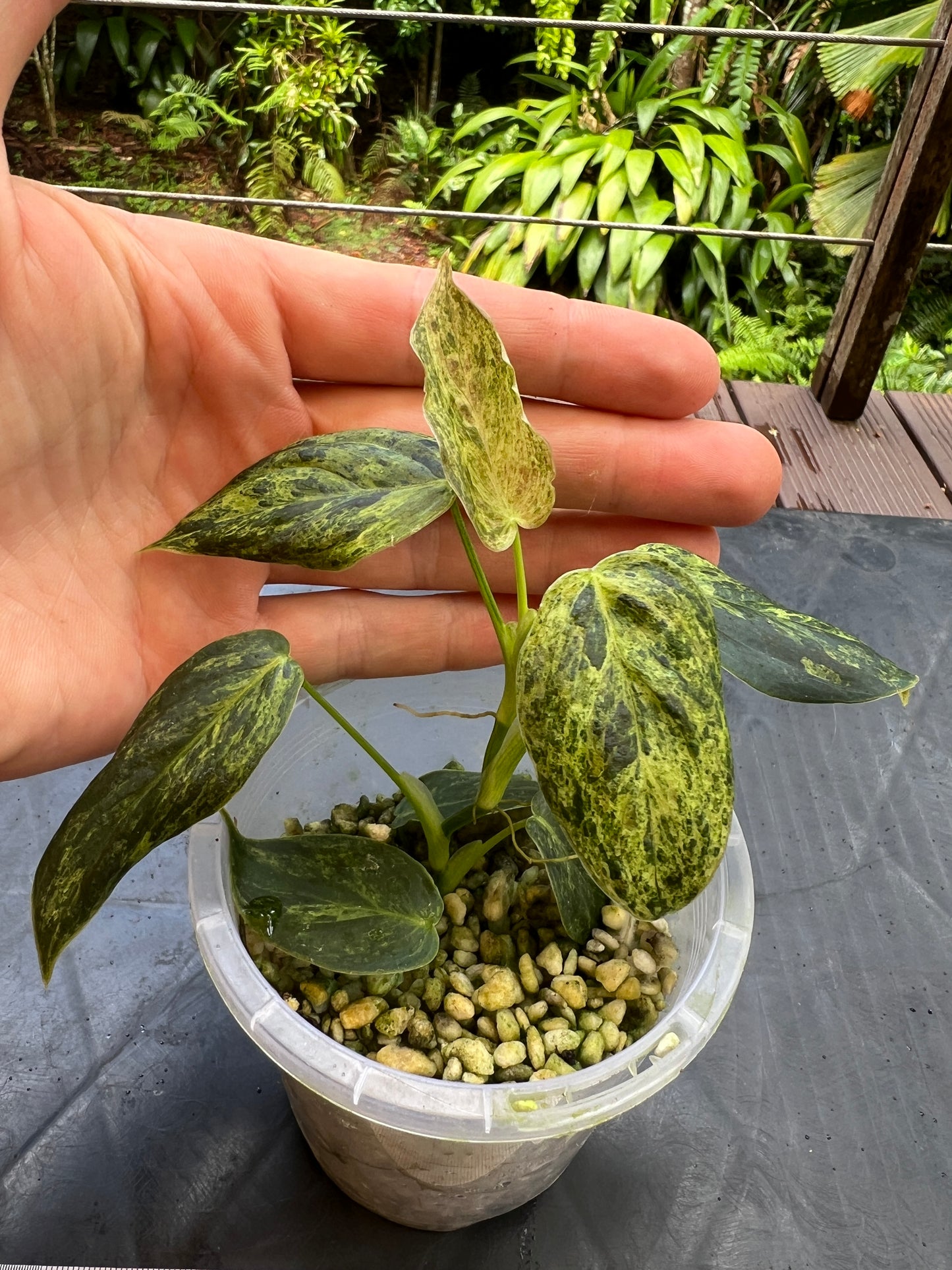 Philodendron melanochrysum x sharoniae Variegated!