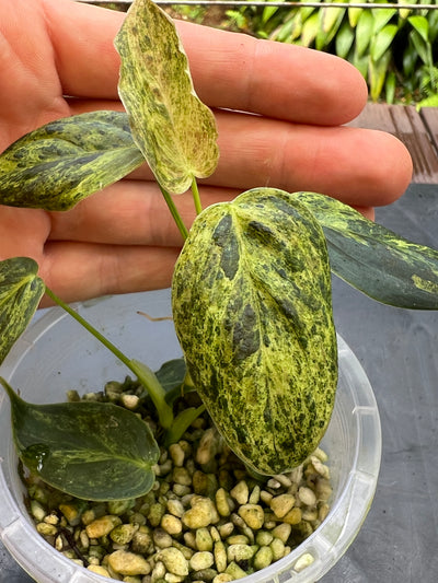 Philodendron melanochrysum x sharoniae Variegated!