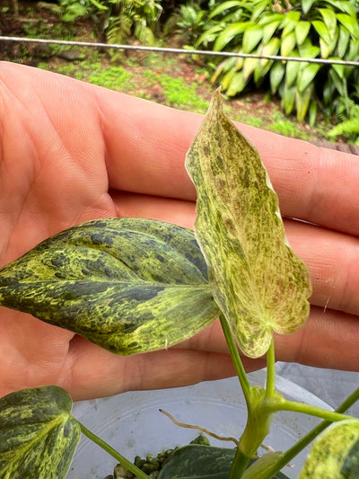 Philodendron melanochrysum x sharoniae Variegated!