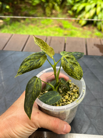 Philodendron melanochrysum x sharoniae Variegated!
