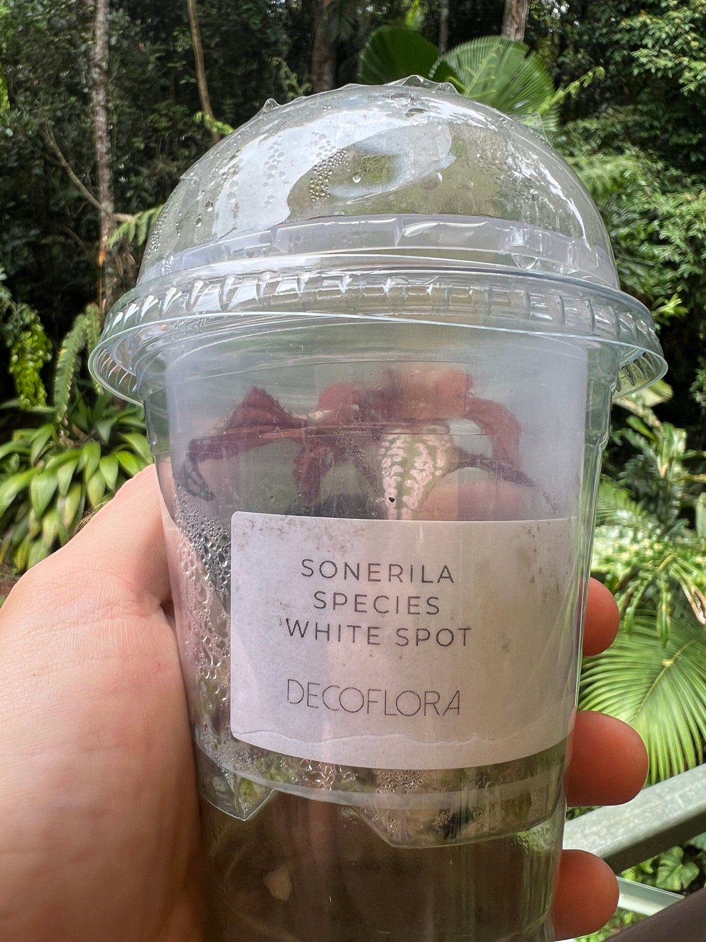 Sonerila Pack species White Spot & sp. Fluo x2 Plants