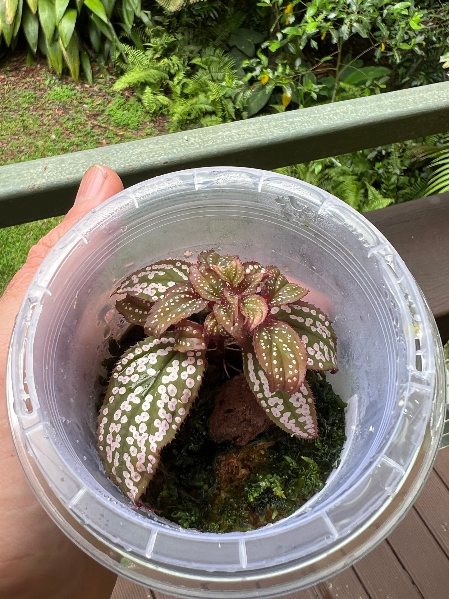 Sonerila Pack species White Spot & sp. Fluo x2 Plants