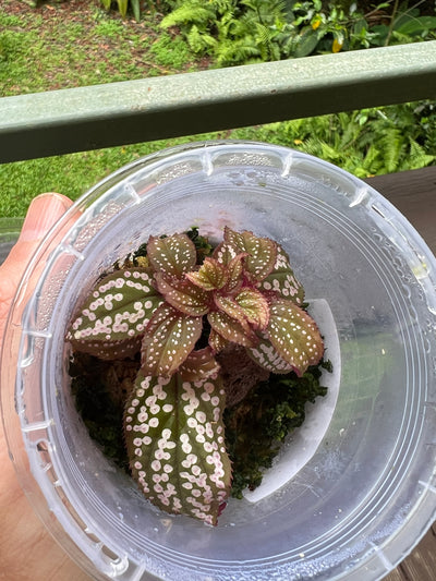 Sonerila Pack species White Spot & sp. Fluo x2 Plants