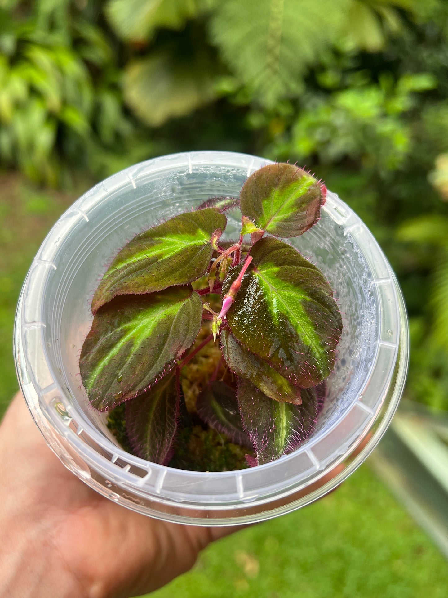 Sonerila Pack species White Spot & sp. Fluo x2 Plants