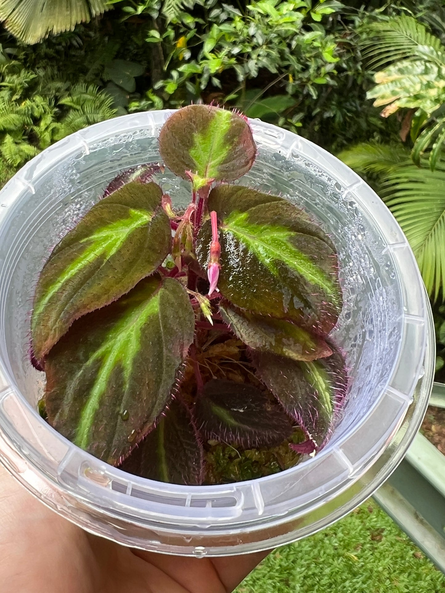 Sonerila Pack species White Spot & sp. Fluo x2 Plants
