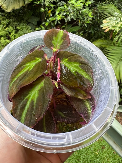 Sonerila Pack species White Spot & sp. Fluo x2 Plants