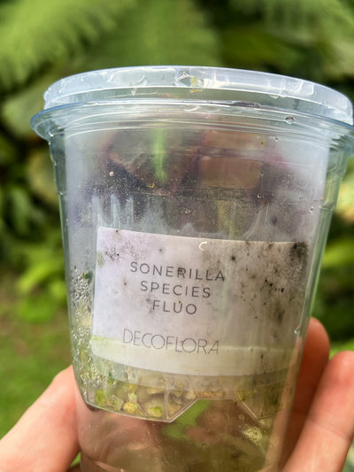 Sonerila Pack species White Spot & sp. Fluo x2 Plants