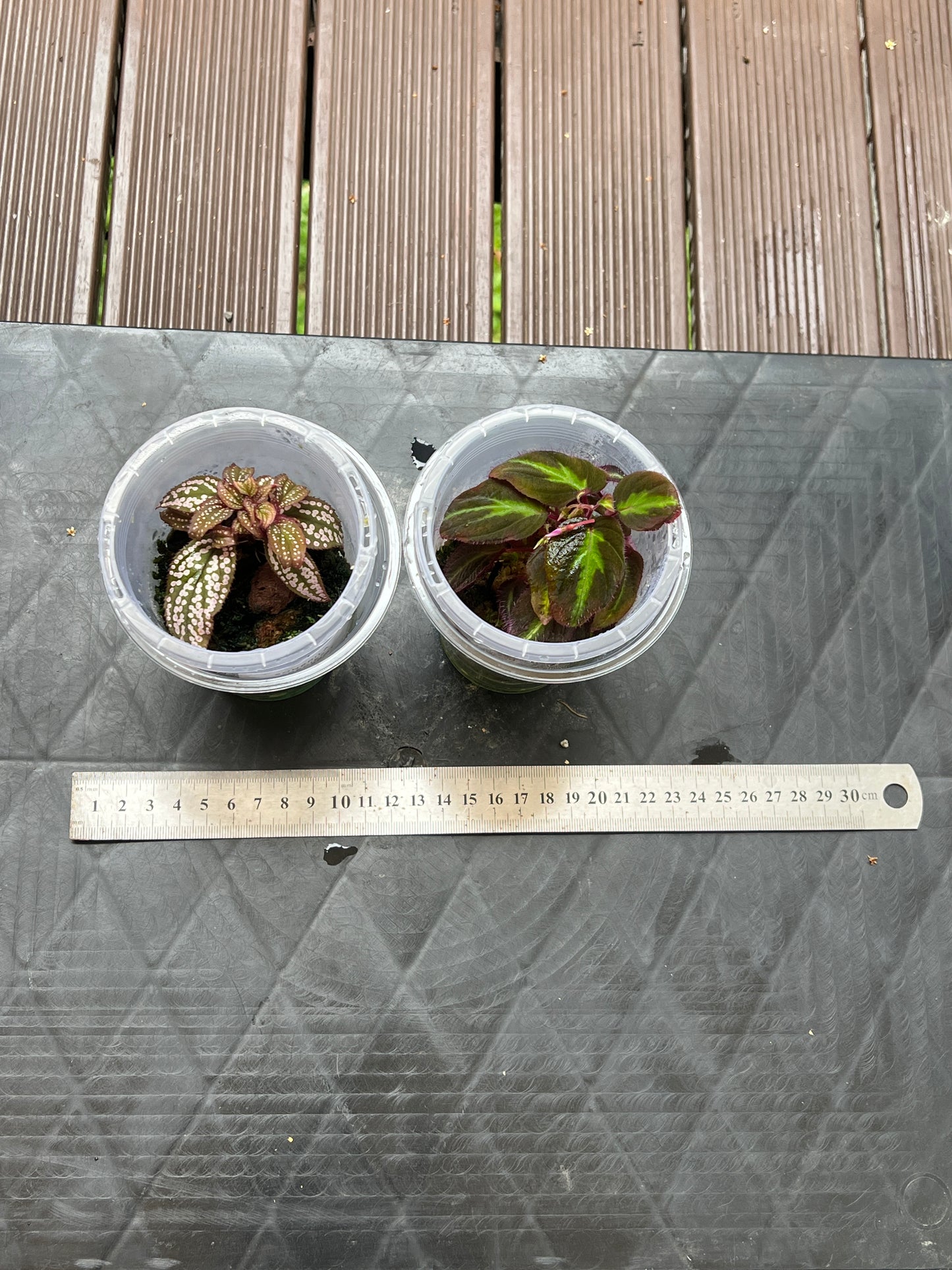 Sonerila Pack species White Spot & sp. Fluo x2 Plants