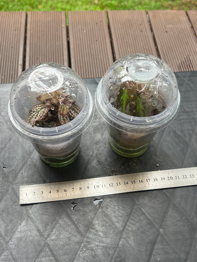 Sonerila Pack species White Spot & sp. Fluo x2 Plants