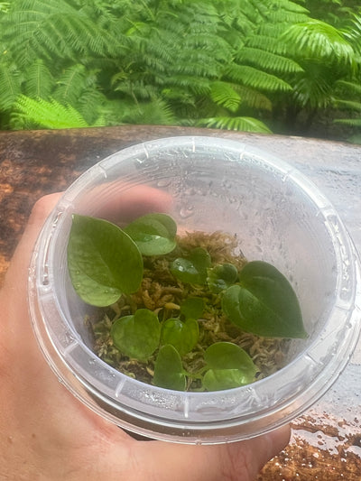 Anthurium Peter's Red Forgetii x Kunayalense x 3+ Seeds / Seedlings