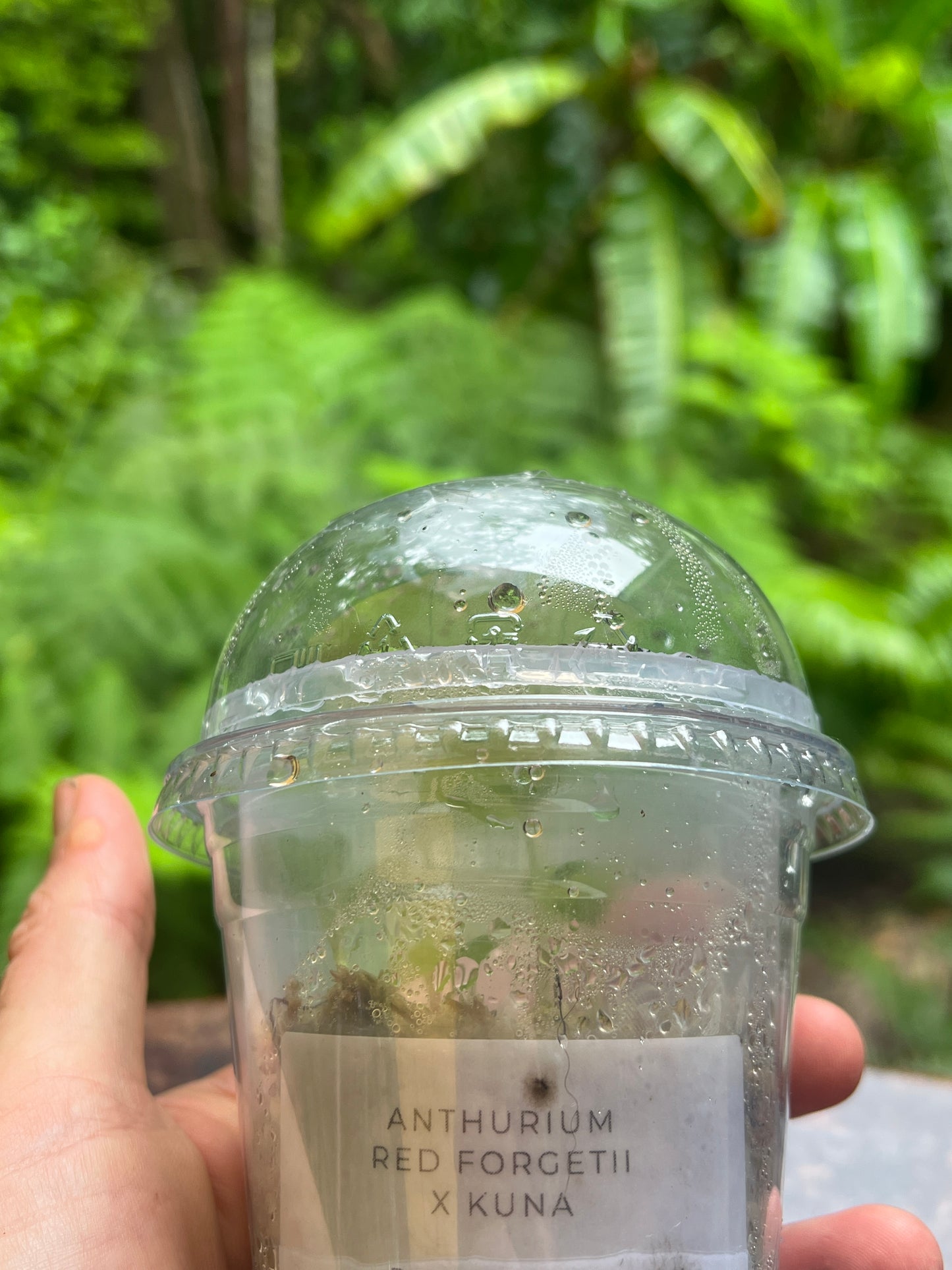 Anthurium Peter's Red Forgetii x Kunayalense x 3+ Seeds / Seedlings