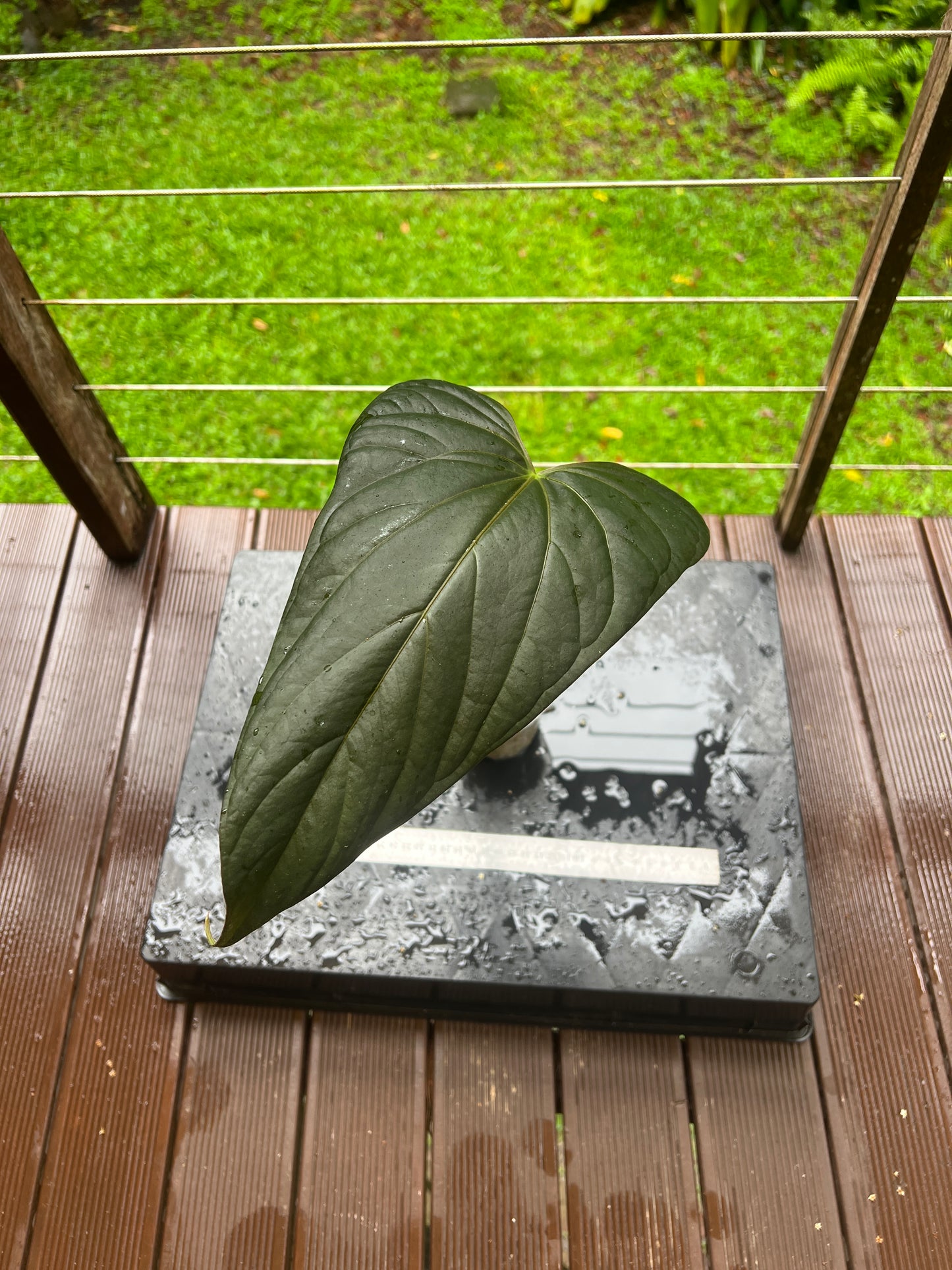 Anthurium 'Sharp Mood #1' Clone