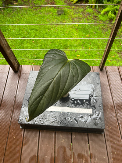 Anthurium 'Sharp Mood #1' Clone